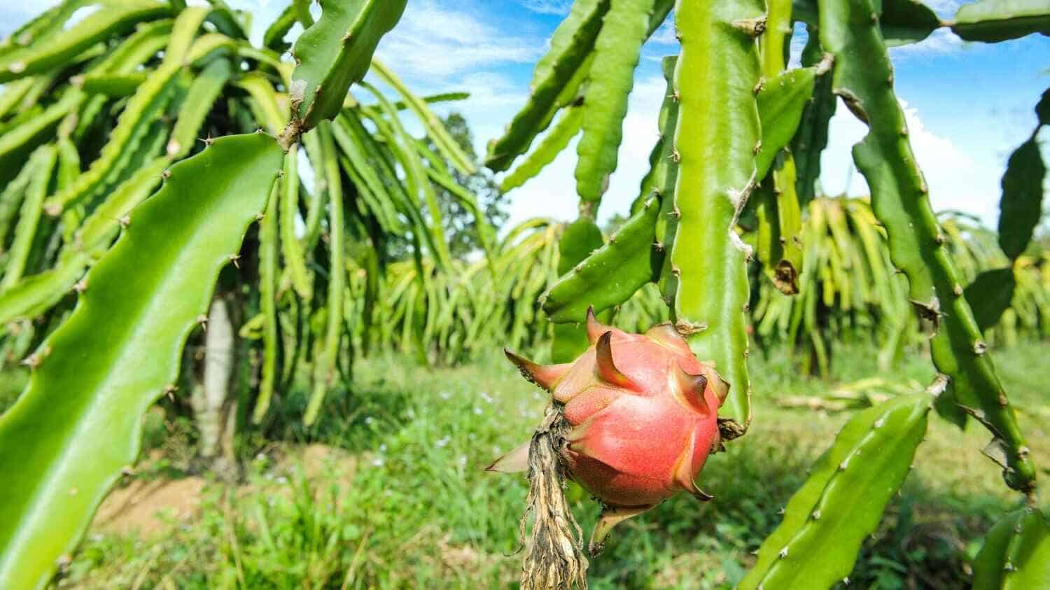 Dragon Fruit Plant for Sale in California