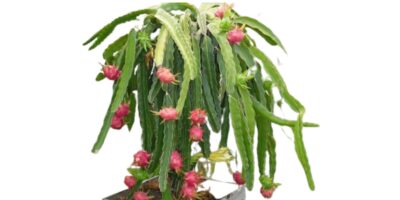 How to Care for Indoor Dragon Fruit Plant?