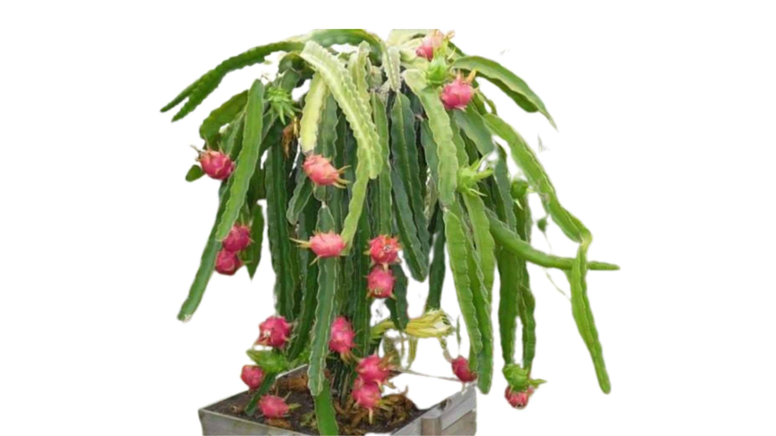 How to Care for Indoor Dragon Fruit Plant?