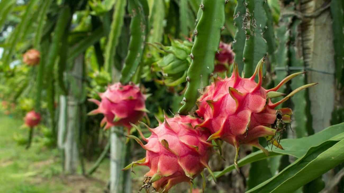 How to Plant Red Dragon Fruit?
