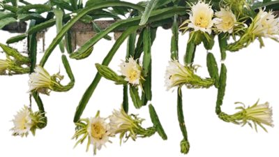 Self-pollinating Dragon Fruit Plant for Sale