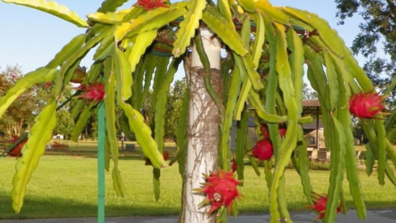 Red Dragon Fruit Plant for Sale